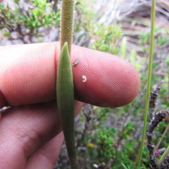 Pterichis habenarioides