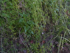 Lathyrus berteroanus