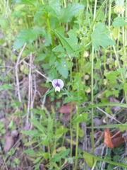 Lathyrus berteroanus