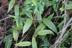 Petermannia cirrosa