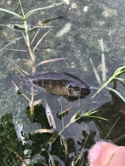 Dormitator maculatus