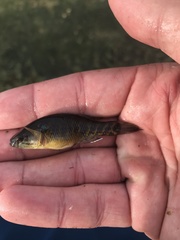 Dormitator maculatus