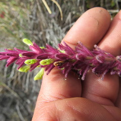 Neobartsia ramosa