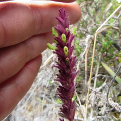 Neobartsia ramosa