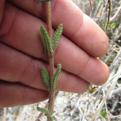 Neobartsia ramosa