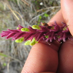 Neobartsia ramosa