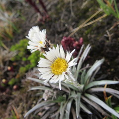 Oritrophium peruvianum
