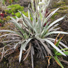 Oritrophium peruvianum