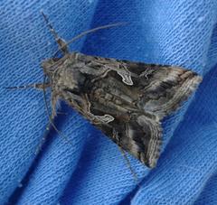 Cornutiplusia circumflexa