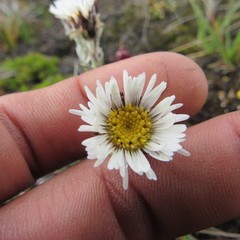 Oritrophium peruvianum