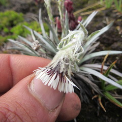 Oritrophium peruvianum