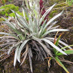 Oritrophium peruvianum