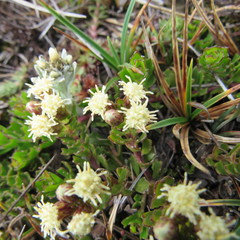 Baccharis tricuneata