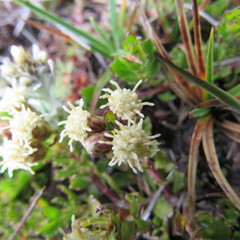 Baccharis tricuneata