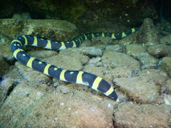 Leiuranus versicolor