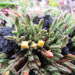 Hypericum selaginella
