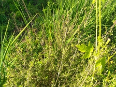 Clinopodium chilense