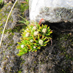 Paepalanthus karstenii