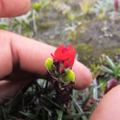 Castilleja paramensis