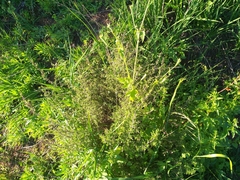 Clinopodium chilense