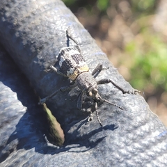 Aegorhinus phaleratus