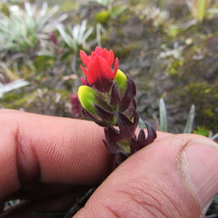 Castilleja paramensis