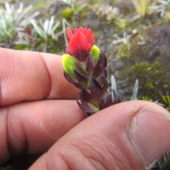 Castilleja paramensis
