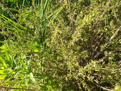 Clinopodium chilense