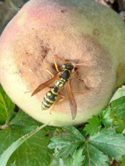 Polistes chinensis