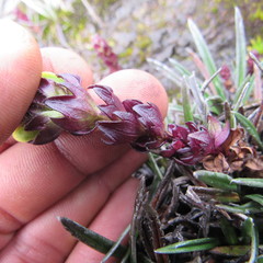 Castilleja paramensis