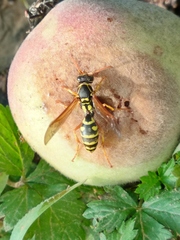 Polistes chinensis