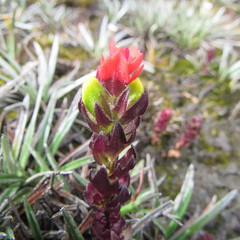 Castilleja paramensis