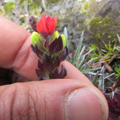 Castilleja paramensis