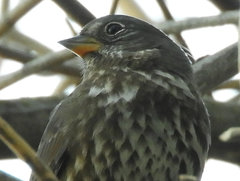 Passerella iliaca