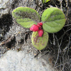Gaultheria hapalotricha