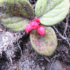 Gaultheria hapalotricha