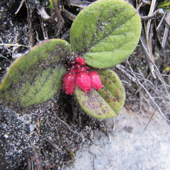 Gaultheria hapalotricha