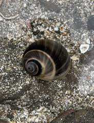 Natica unifasciata