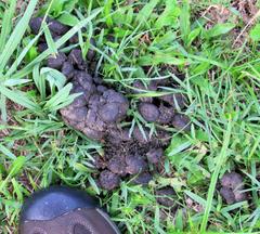 Tragelaphus sylvaticus sylvaticus