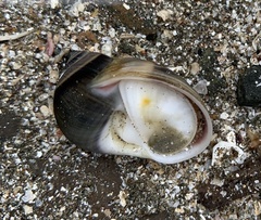 Natica unifasciata
