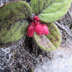 Gaultheria hapalotricha