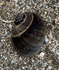Natica unifasciata