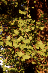 Ginkgo biloba