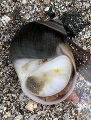 Natica unifasciata