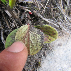 Gaultheria hapalotricha