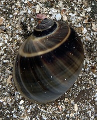 Natica unifasciata