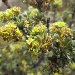 Alchemilla polylepis
