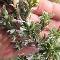 Alchemilla polylepis