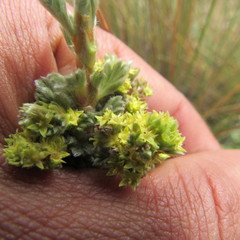 Alchemilla polylepis