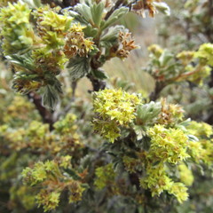 Alchemilla polylepis